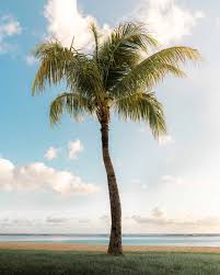 Palm Tree image